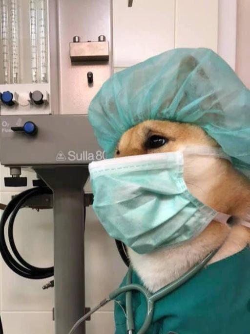 柴犬小医生，看着这眉头皱的认真样，感觉还挺认真负责