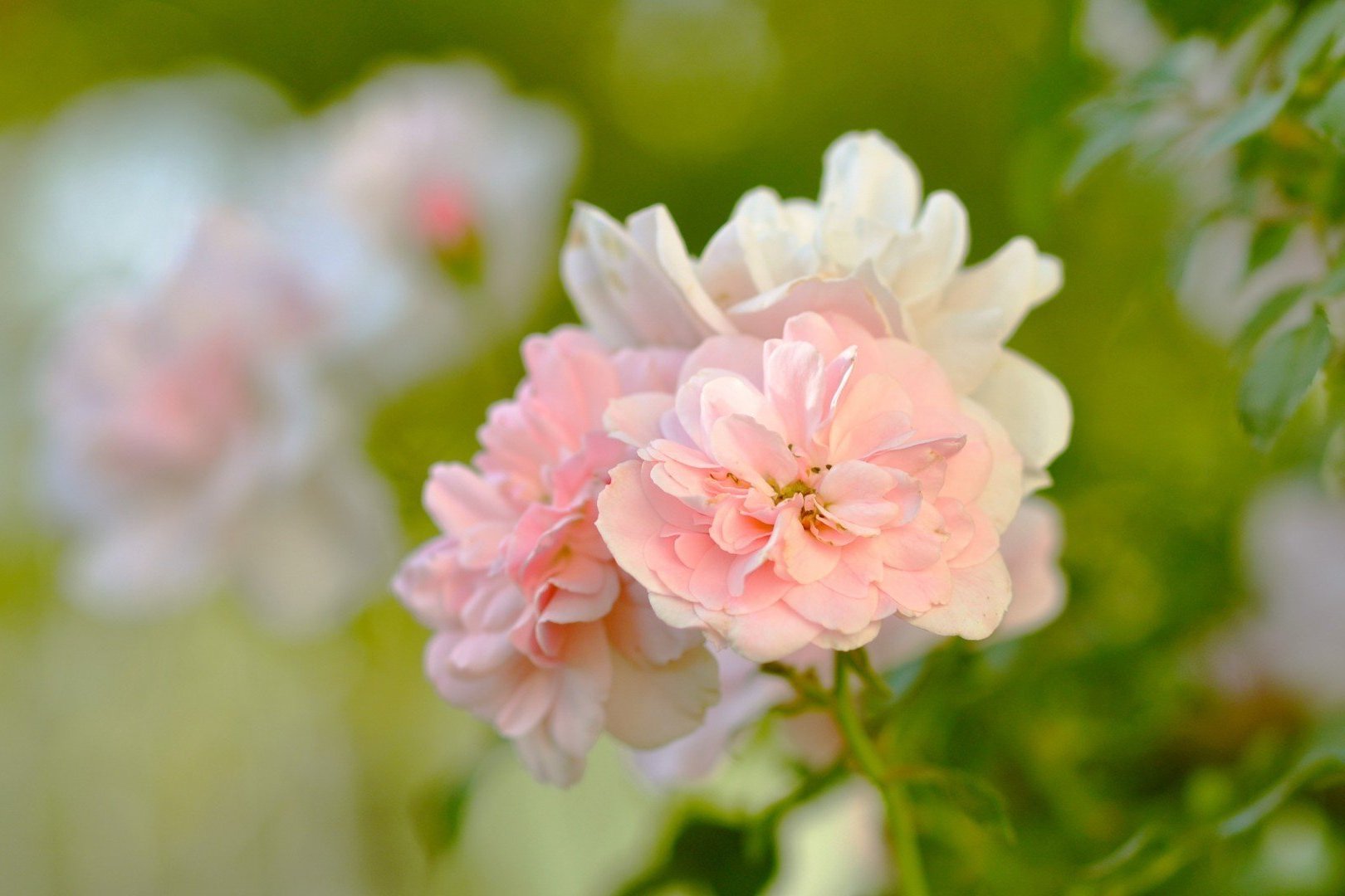 生肖|稍作打扮,就能惊艳四座的星座女,底子好,回头率很高