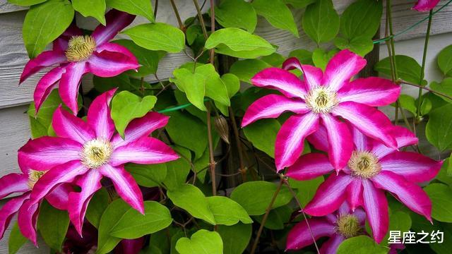 属龙@在5月上旬,实力大增,才华横溢,委以重任的四大星座