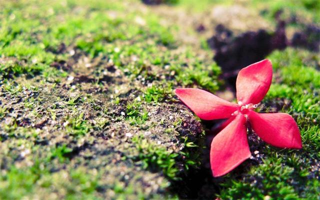 生肖■这三个星座的女生，都是“人傻命好”的类型