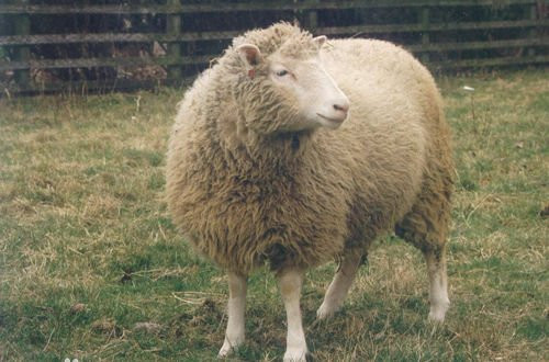 ▲23年前就造出了克隆羊，为何至今还没克隆人？看看羊的结局就懂了