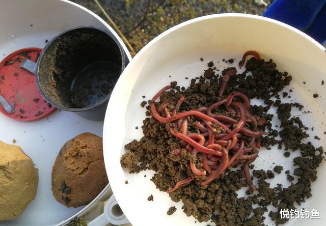 「」鱼儿靠什么吃饵?是靠饵料的颜色还是靠闻味道呢?