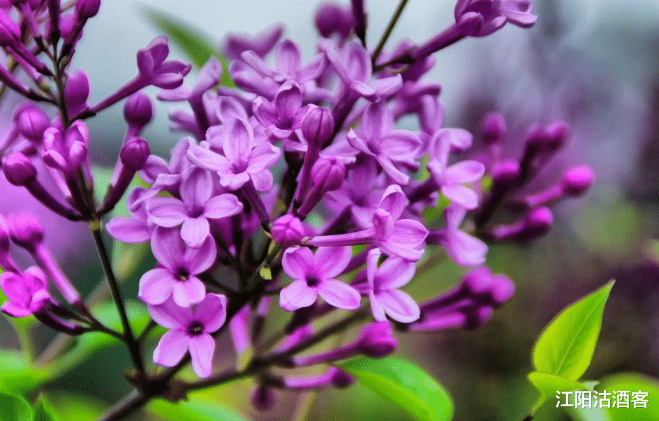 生肖|接下来三天添喜添财，有贵人扶持，喜事不断的3大生肖