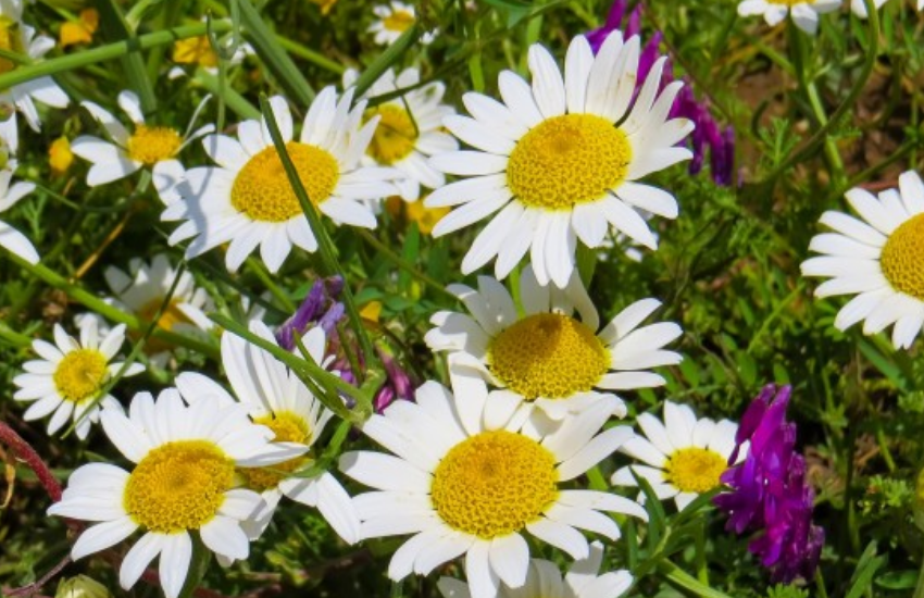 生肖|十月上旬开始，运势极佳，喜事接连不断，吉星关照的生肖