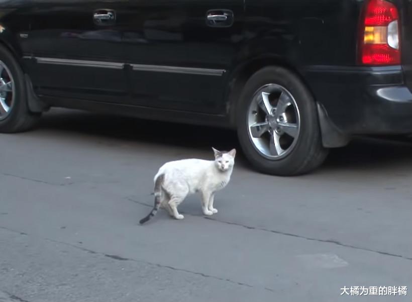 橘猫出门“约会”，却惹来两只流浪猫相争，躲在屋顶受到女子接济