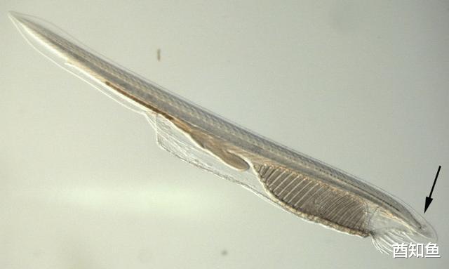 为什么有些生物成了活化石?它们不能继续进化吗?