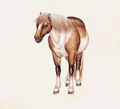 生肖|?今年桃花运不期而至的4个生肖，自己喜欢的人会来到你的身边