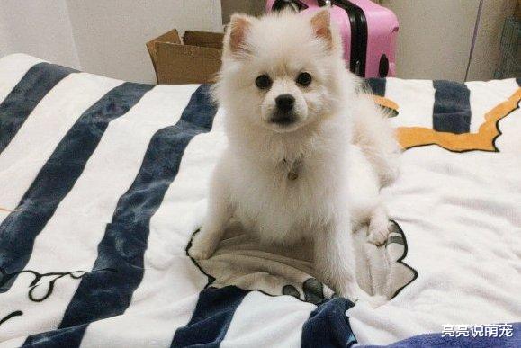 博美睡觉尿床，网友不让它在床上睡了，结果它找了个好地方