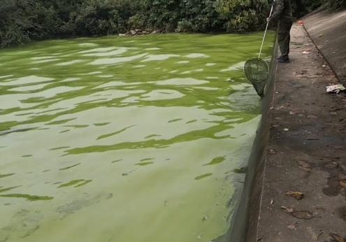 太湖|黑鱼、甲鱼、乌龟，太湖边水族成群浮头，岸边钓鱼人成桶捞起
