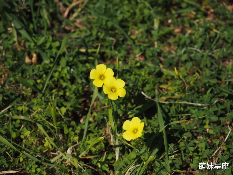 生肖|10月下旬，喜获旧爱，缘分回首，将重回美丽爱情的4大星座