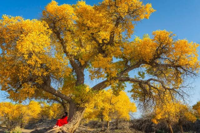 胡杨林|再过30天，全世界都要羡慕死中国了