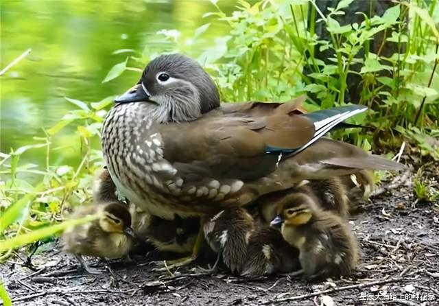 黑猩猩|表面上一夫一妻的动物,私底下混乱不堪!它们无法经受交配的诱惑!