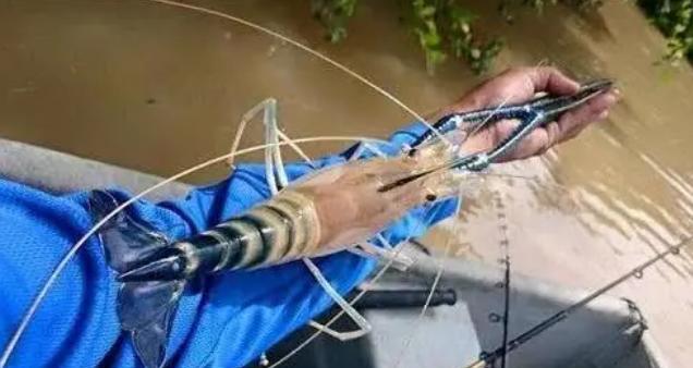 #湄公河#来自越南人的困惑：湄公河里的大虾都要比手臂粗了，中国的人怎么就不来吃呢？