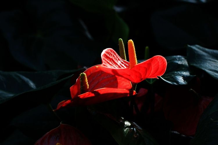 摩羯座|8月下旬开始，意外相逢真爱，与真爱终成眷属，爱情甜蜜的4大星座