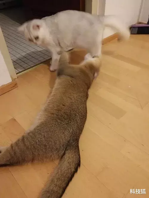 |点个外卖也不讲武德,6 块钱就能毁了一家店