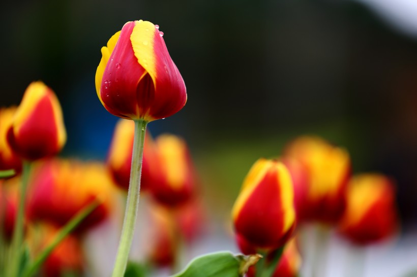 吉星：未来半月吉星关照，好运蹭蹭涨，鸿运当头，四属相很多事能随心愿