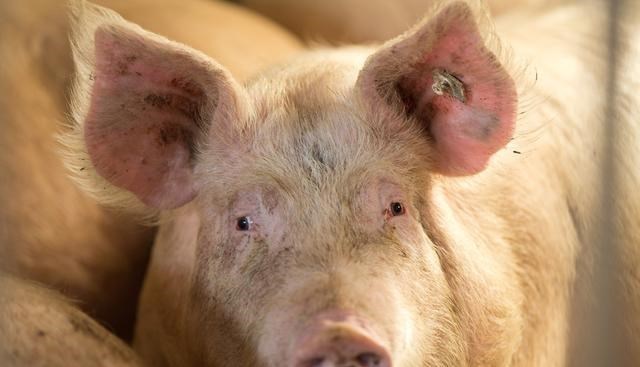 「生猪价格」10连跌!猪价遭遇“滑铁卢”?17省猪价飘绿,15元猪肉到来?