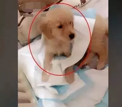 网购了一只金毛犬，快递到家时主人笑出鼻涕泡：确定没寄错？