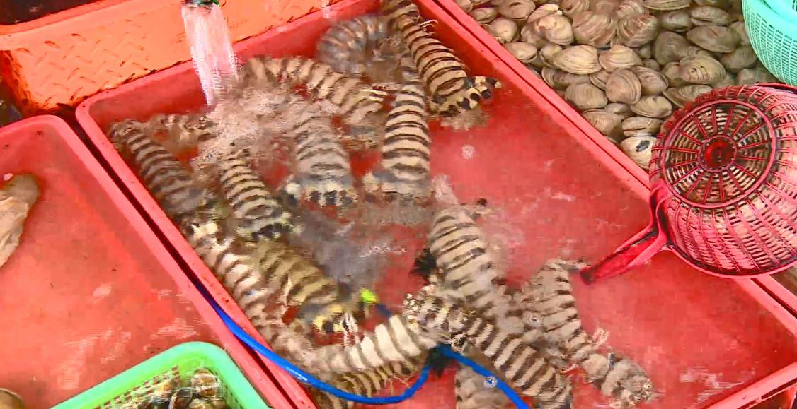「白菜」印度“网红虾”泛滥成灾，一只重达2斤，白菜价出口我国无人买！