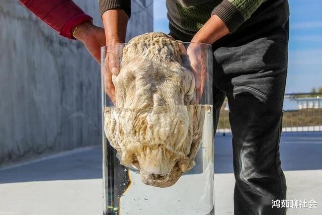 有哪些生物是违背生命规律的?“太岁”存活十几亿年,跳出三界之外!