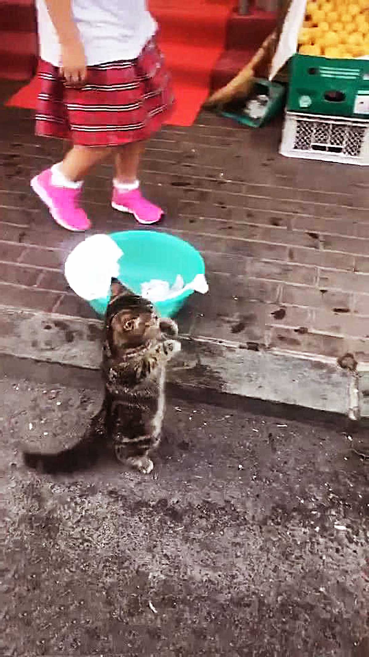 小猫咪举动怪异，竟突然直立不停地摇晃脑袋，引发众人争议！