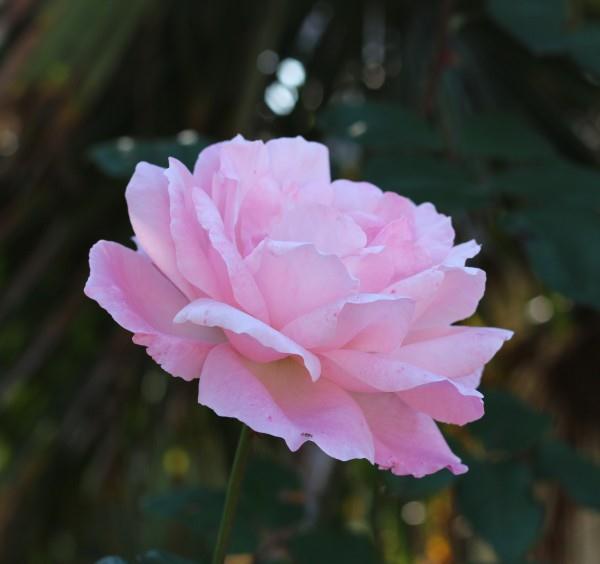 生肖|8月份桃花很旺,财运顺手的四大生肖,爱情春暖花开