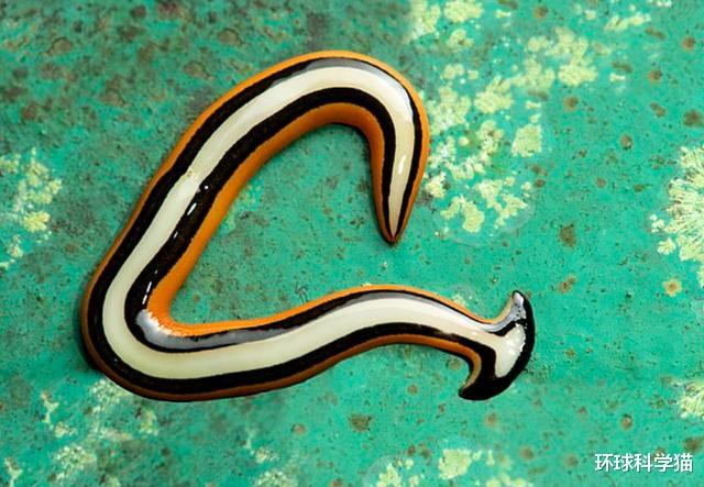 生物入侵|1900年代之前，锤头扁虫开始入侵美国，割成两半，双方都能活