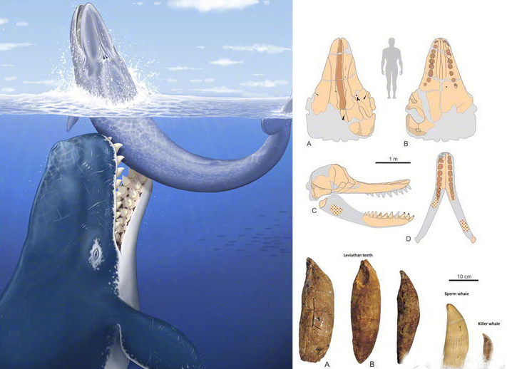 爱因斯坦▲《侏罗纪世界3》沧龙开启增肥计划，虎鲸群好难，想看利维坦鲸