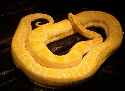 「黄金蟒」盘点世界上最好看的十种蛇