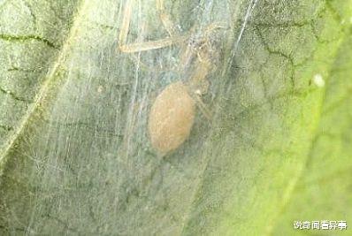 蜘蛛▲世界上最残忍的动物，一出生就会吃掉自己母亲，残忍又伟大