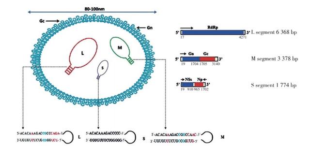 江苏省|江苏37人感染新型病毒，专家：夏季易发生，警惕人传人