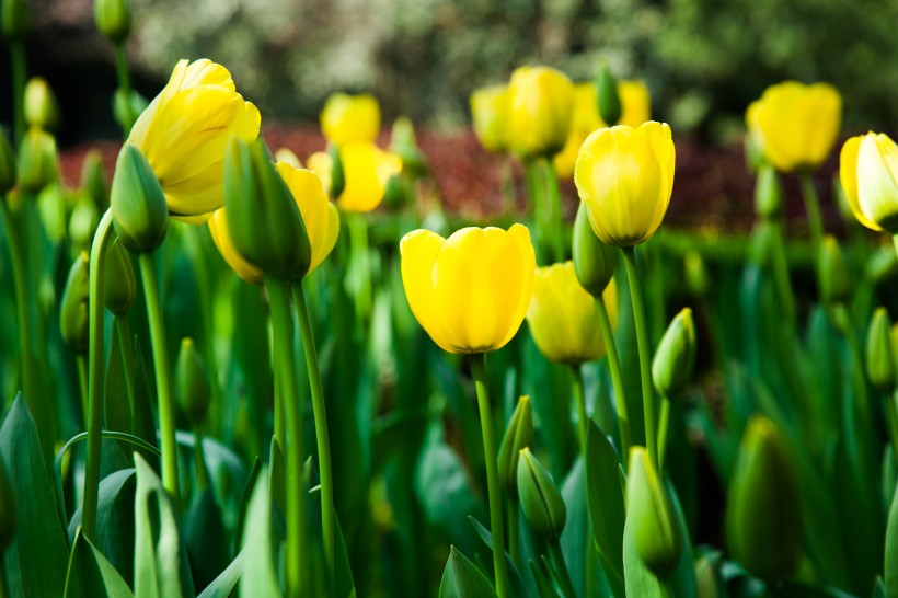 【生肖】7月初,天赐姻缘,桃花运上涨,喜结连理,花好月圆的4大生肖