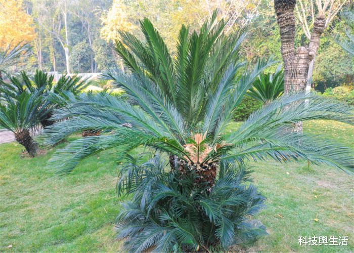 恐龙灭绝|地球上一生都在开花的树，曾靠恐龙传播种子，如今仅剩一棵！