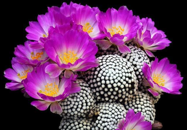 十二星座▲十二星座男倒追的成功率有多少？金牛需要时间，双鱼懂得珍惜