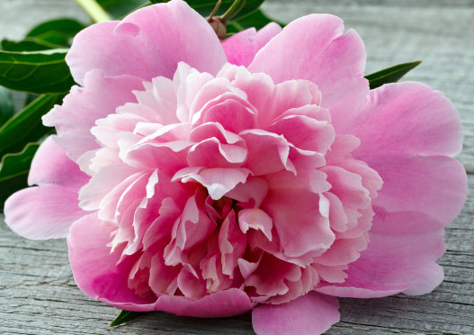 洪福齐天:将来三个月,4生肖洪福齐天,喜事连连,工作红红火火,大福大贵