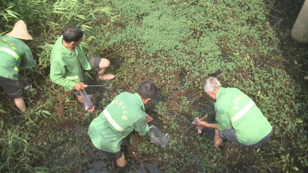 乐山天天报|这些外来物种正在乐山绿心公园大量繁殖搞破坏，灭了它！