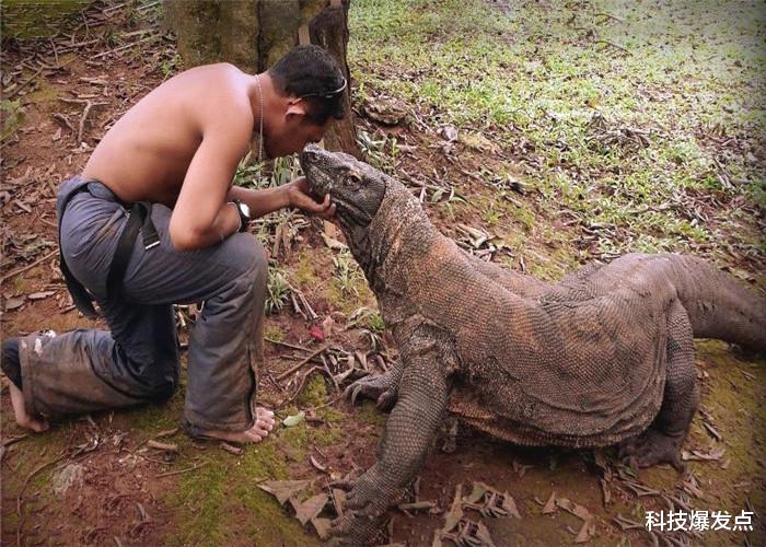 科莫多巨蜥：科莫多巨蜥有多强？人被咬后会怎么样？外国小伙“作死”实验！