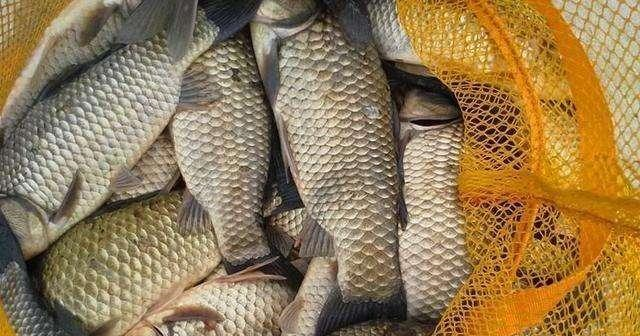 ：仲春鲫鱼不好钓5个正反向选择，让春钓鲫鱼不再难