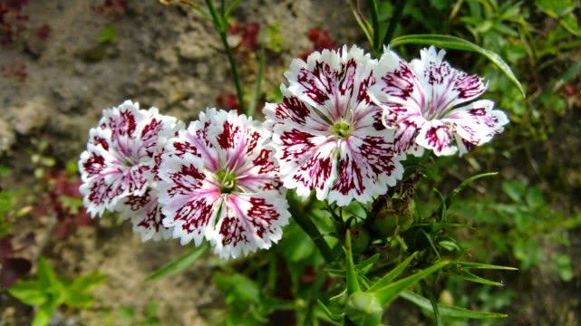 #生肖#预计一周内，缘分桃花收获满满，未来相濡以沫的4大生肖！