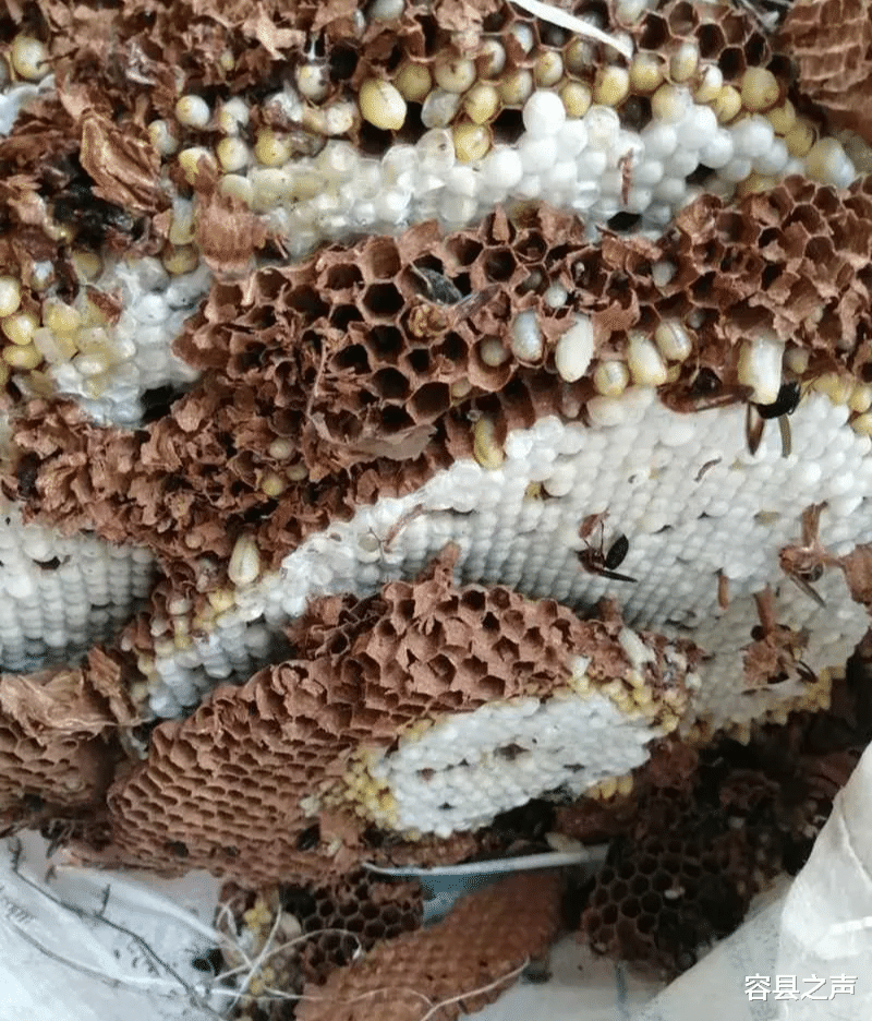 容县之声|广西一村民上山“捅”蜂窝，就为了赚点钱！