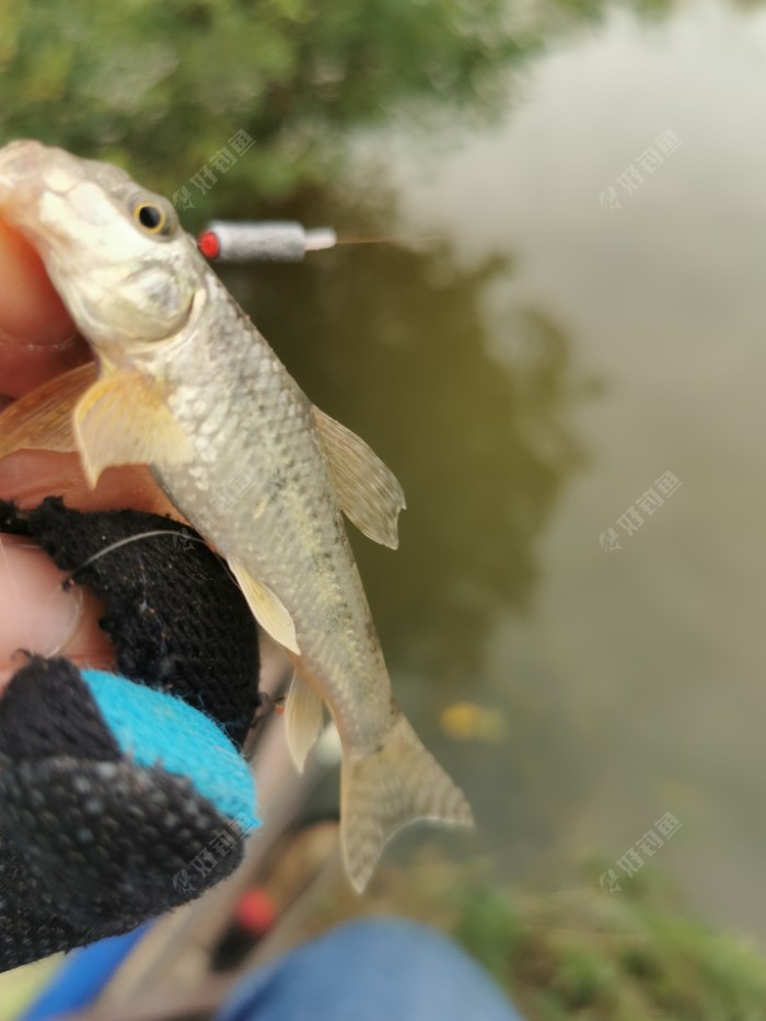 |秋意渐浓，在秋风中享受垂钓的快乐