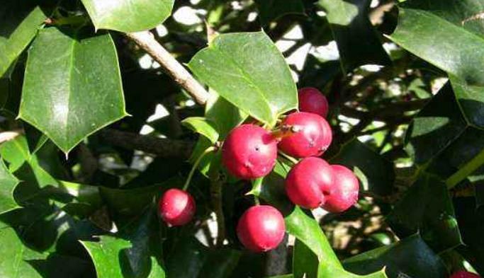 #中药#这树叶,也是一味中药,泡茶代饮,抗菌消炎、祛风湿