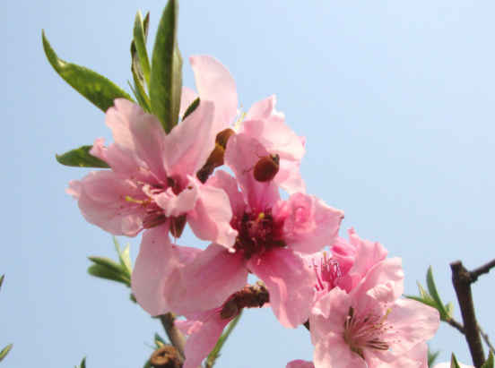 ▲4月幸福得到升温，4属相发展顺利，生活如意，日子乐逍遥