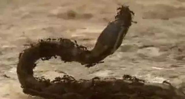 蟒蛇|200万只蚂蚁迁徙时,将大蟒蛇当成了食物,仅需4分钟它就变白骨!