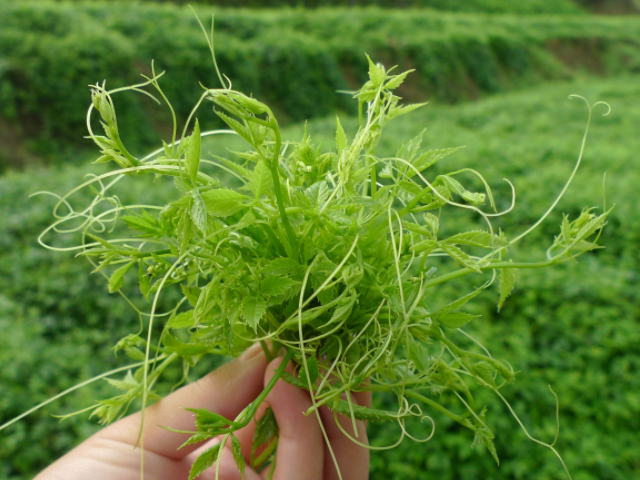 肝脏■这4物是天然“强肝剂”，就算没钱也要吃，或助你养肝护肝，更健康