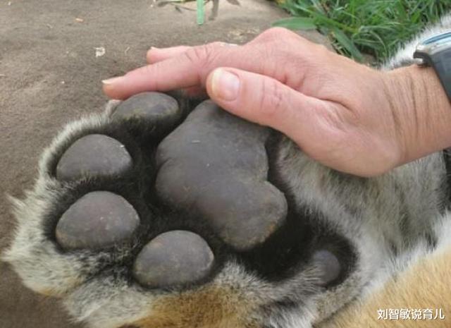 狮子|37张罕见“大”动物照片：看了熊掌和人类对比照，才知道熊多可怕