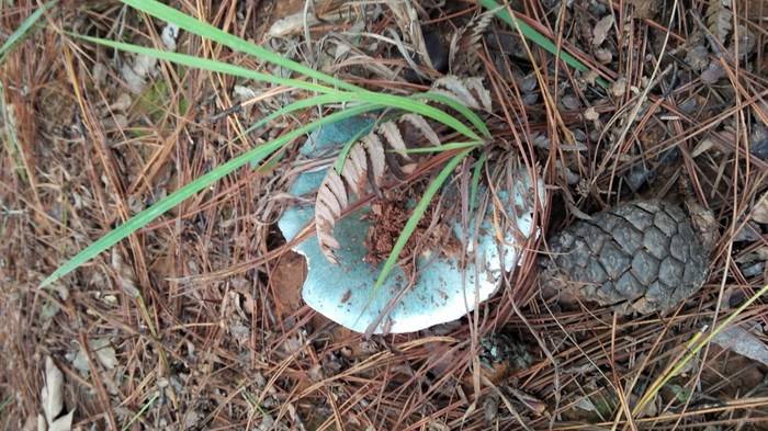 [青头菌]雨后疯狂生长，过去常认为有毒，如今成极品美味，市价300元一斤