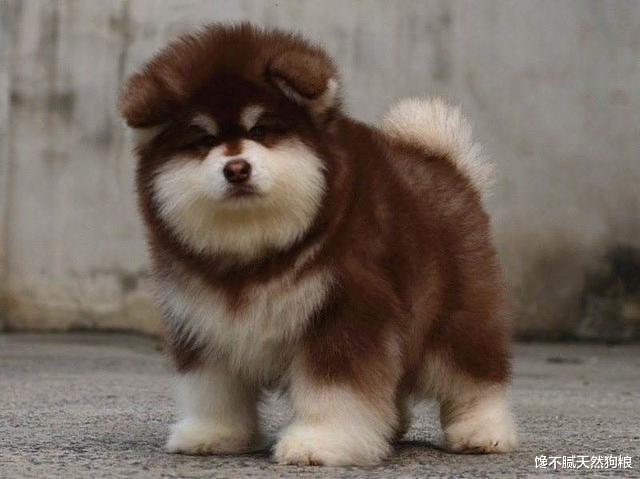 这6种狗狗太容易变胖了！宠主要注意，别养成“猪”了