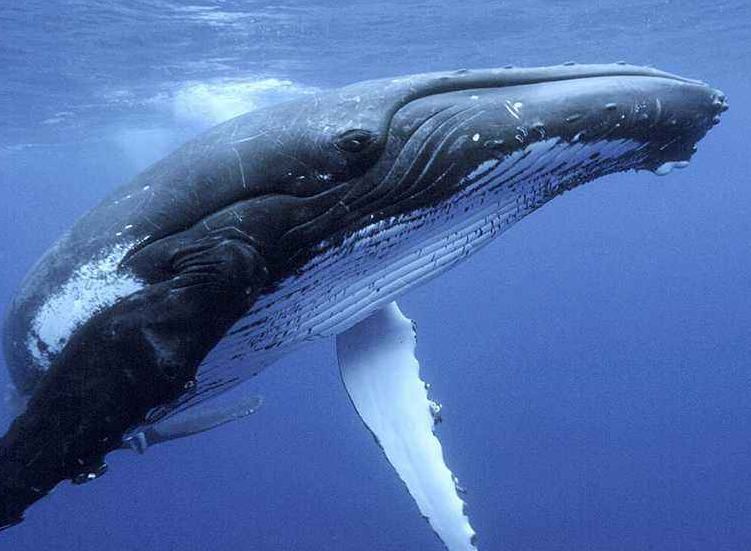 鲸鱼|世界上最孤独的鲸鱼：跨越了大半个地球，却没有一个鲸鱼是它朋友
