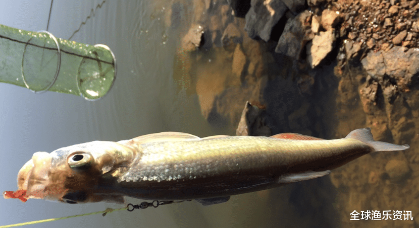 「放生」野钓怎么找鱼窝？钓鱼高手用4张图告诉你鱼藏哪了，告别空军很轻松